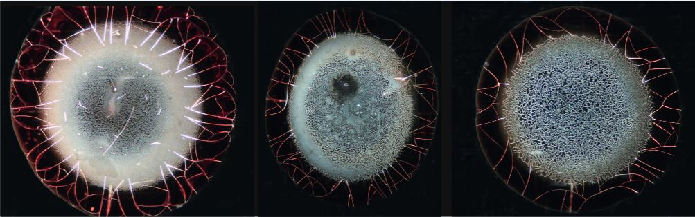 Corona-Blut-Phänomene