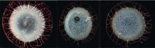 Corona-Blut-Phänomene