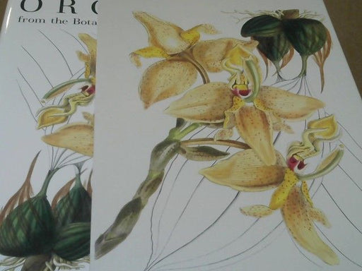 Samuel (Herausgeber) Sprunger: Orchids from the Botanical register 1815 - 1847