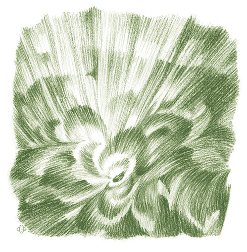 Pflanzenmetamorphose (8 Zeichnungen)
