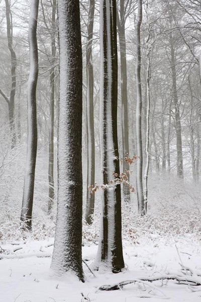 Schnee 2