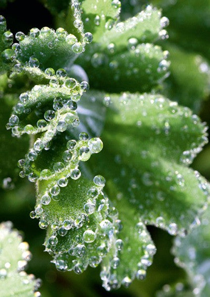 Tautropfen