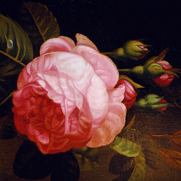 Wiedergeburtsrose