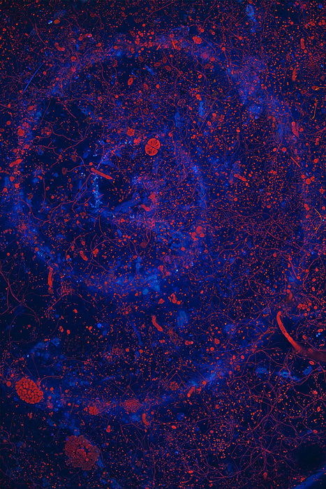 Die Formen der Natur