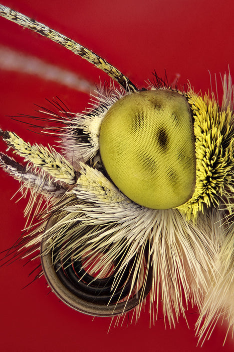 Die Formen der Natur