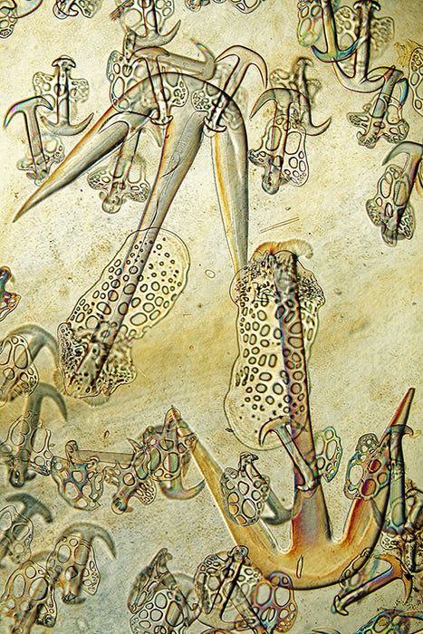 Die Formen der Natur