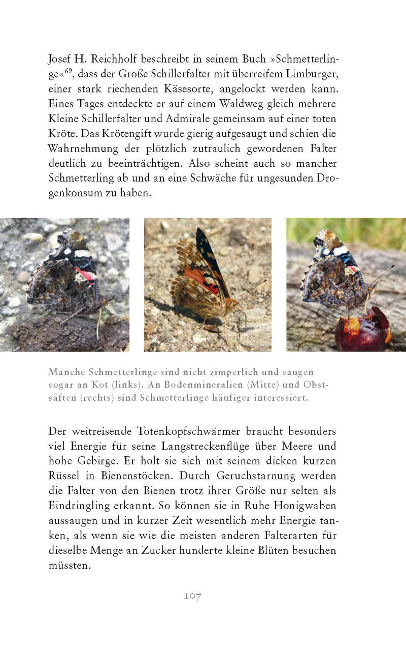 Die fabelhafte Welt der Schmetterlinge