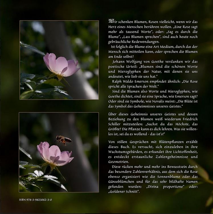 Die Schönheit der Blumen im Licht des Goldenen Schnittes