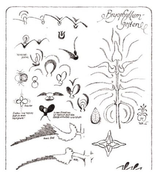 Bryophyllum-Gesten