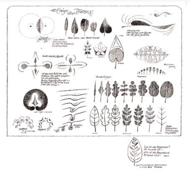 Einiges über die Blätter