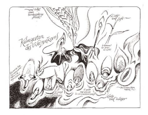 Keimgesten des Weizenkorns