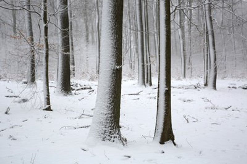 Schnee 5