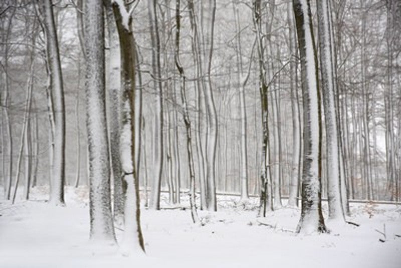 Schnee 6