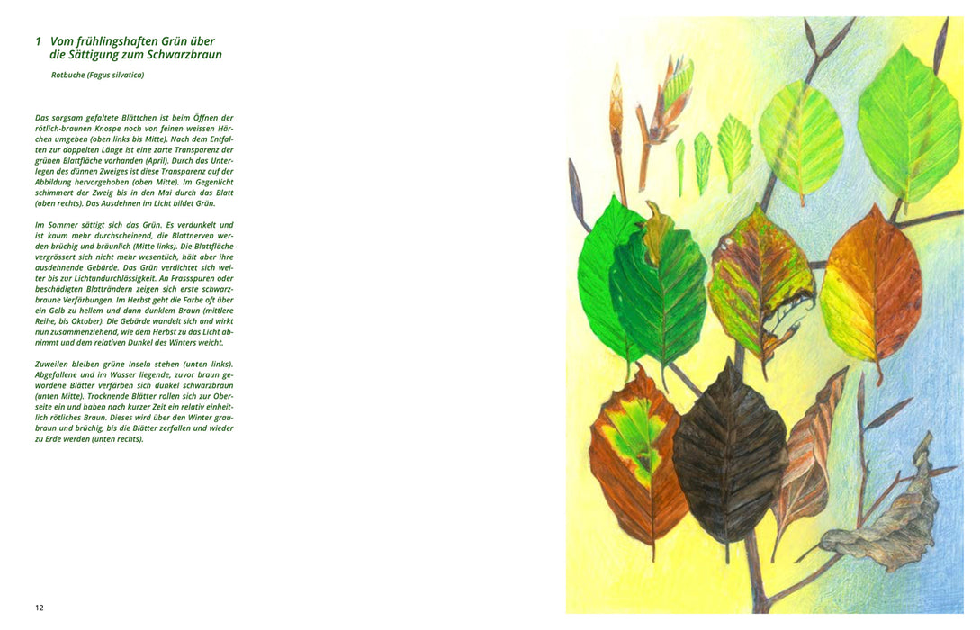 Farbe und Pflanze